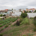 Zahradnictví u Mašků